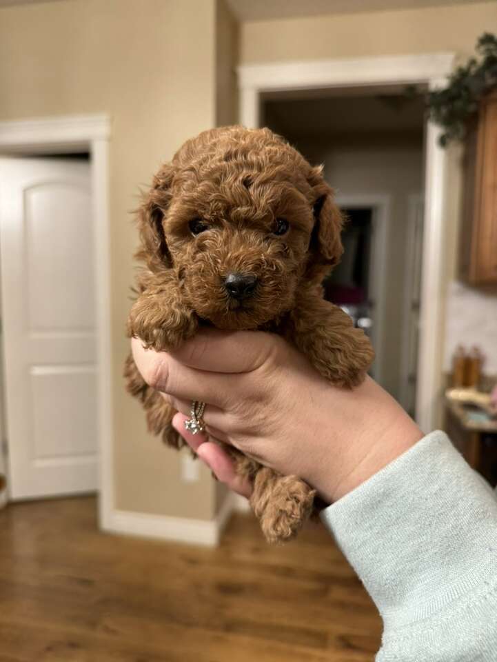 AKC Small Mini Poodles Pets