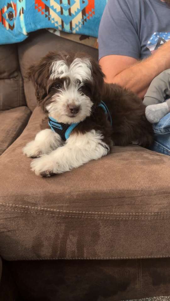 5 month old female mini aussiedoodle Pets