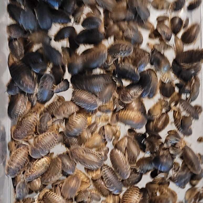 Dubia Roach Feeders
