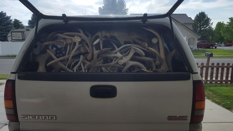 Buy and sell antlers