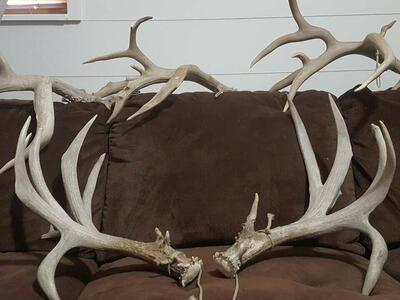 Trophy muleys