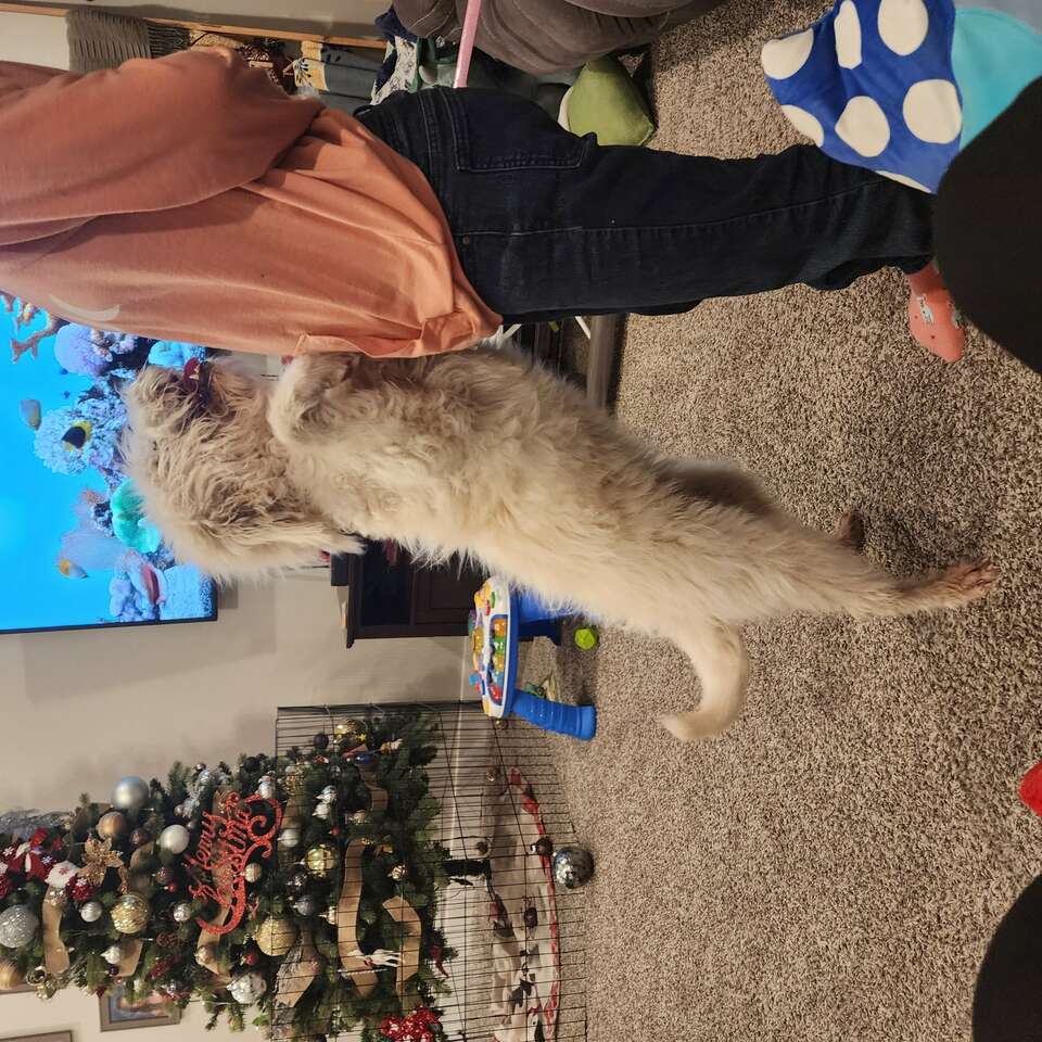 PRICE REDUCED Female Labradoodle Pets