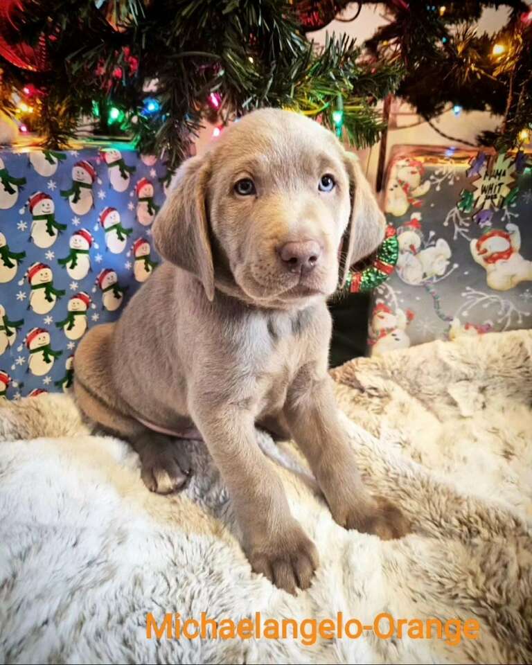 Purebred Lab Puppies1 LEFT!!! Pets