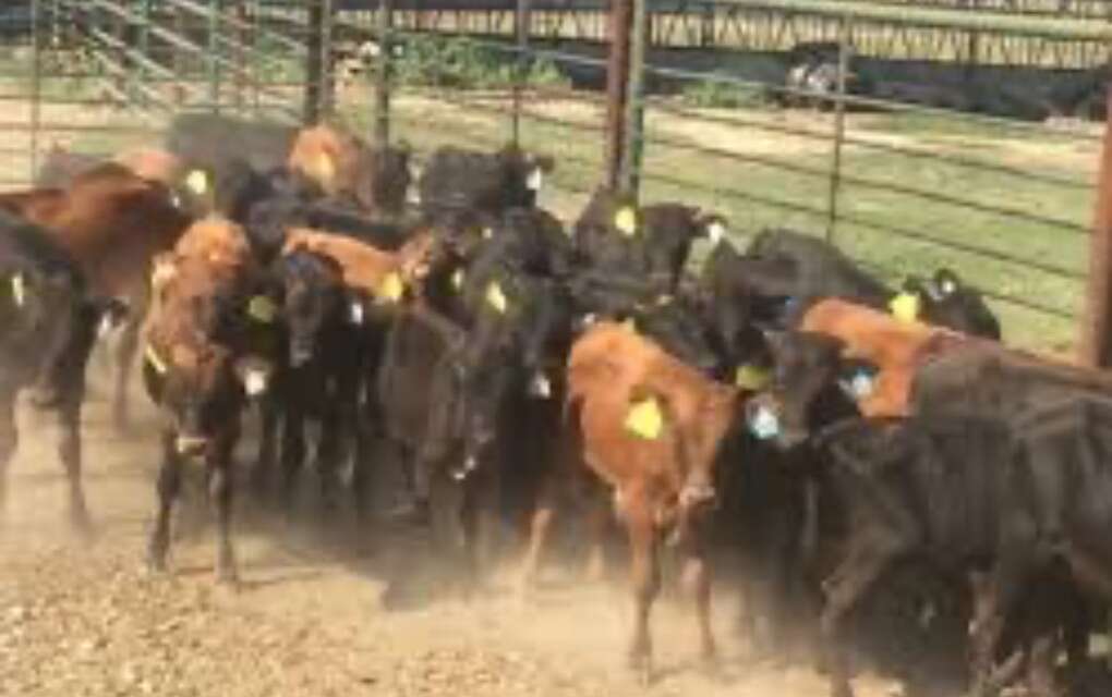 ISO Corriente Calves Livestock