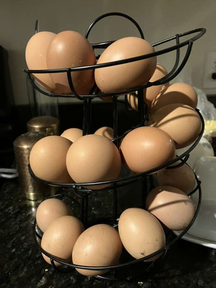 Fresh Chicken Eggs Home and Garden