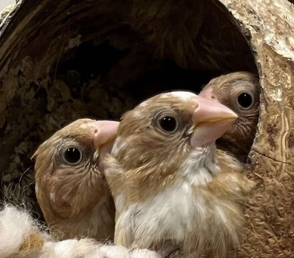 Society Finch Babies | Pets | ksl.com