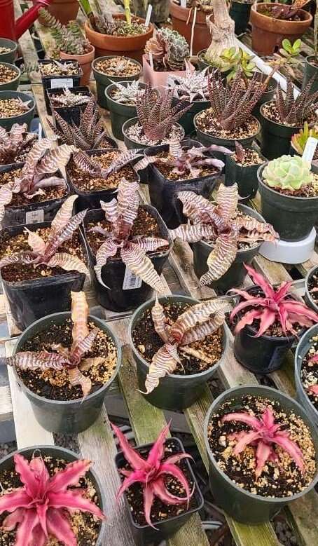 Succulents and earth star