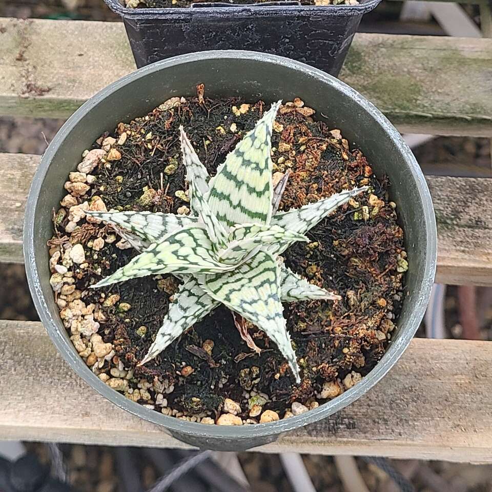 aloe