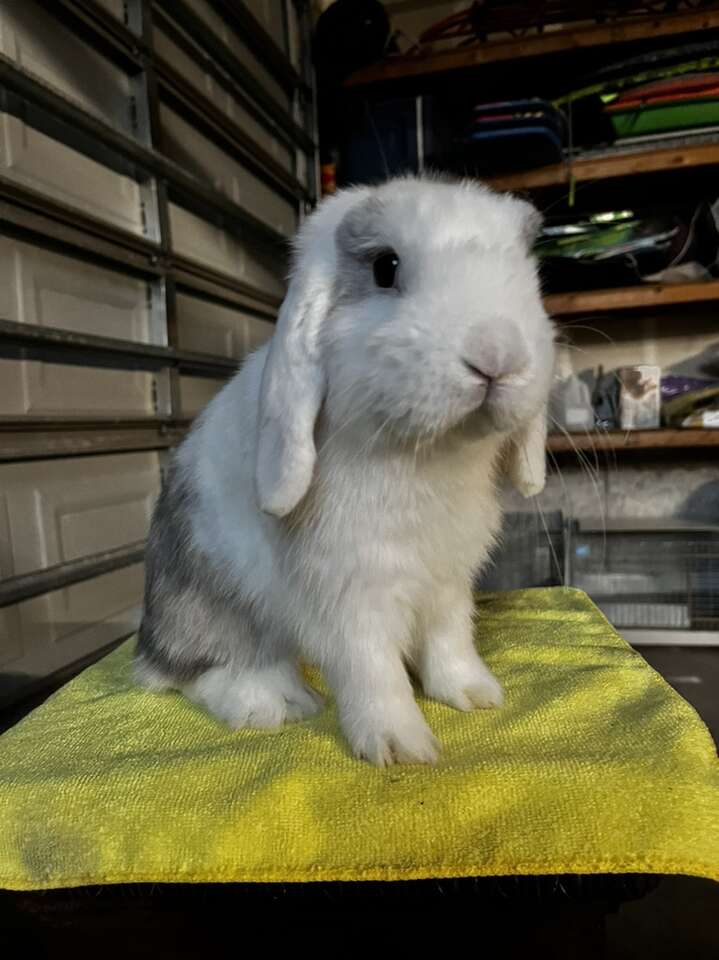 Chocolate Holland Lop!