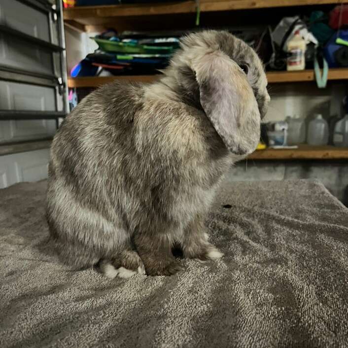 Chocolate Holland Lop!