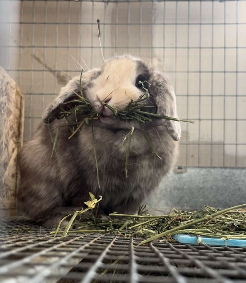 Coco! (Holland Lop)