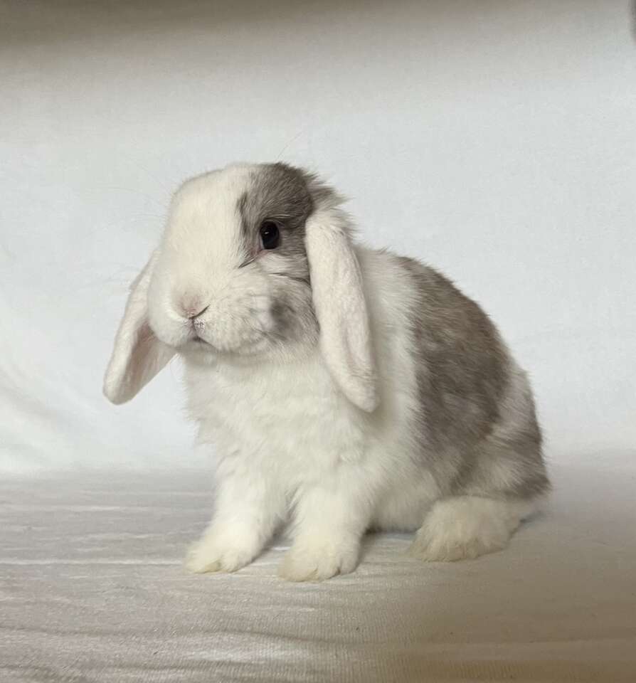 Jasper! (Holland Lop)