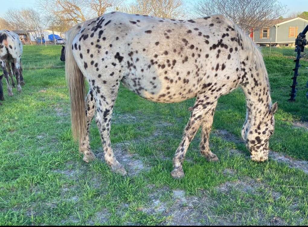 ISO Pasture to Lease