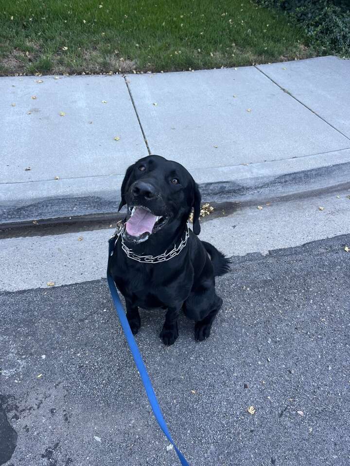 AKC STUD ONLY Pitch Black Labrador Retri… Pets
