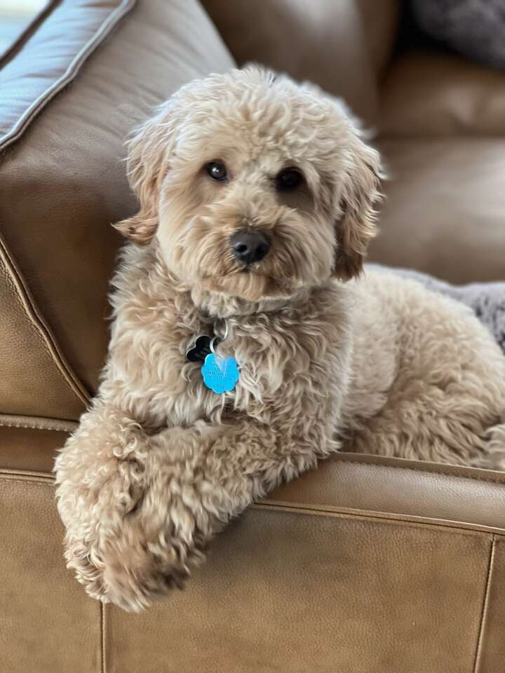 F1 Mini Goldendoodle Stud Pets