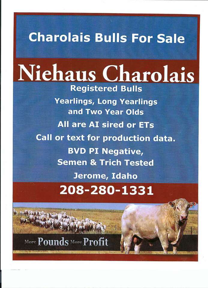 Charolais Herd Sires-New pictures!