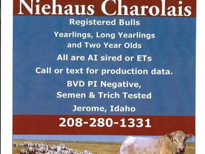 Charolais Herd Sires-New pictures!