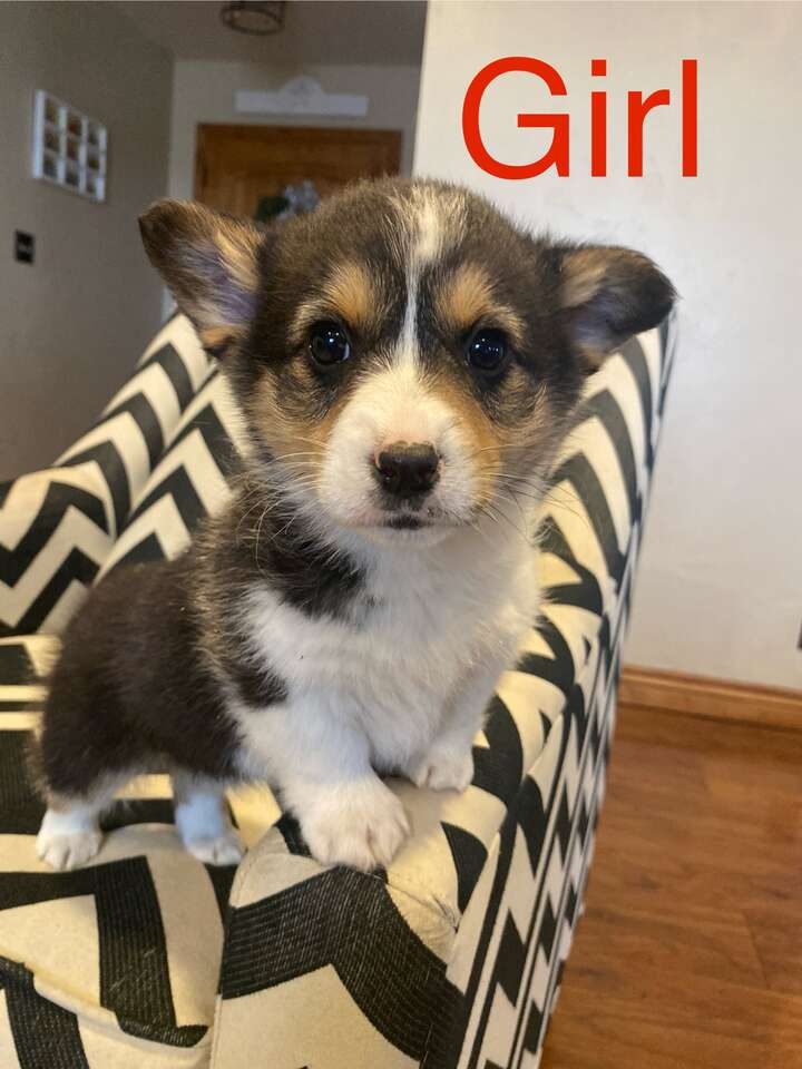 **AKC Pembroke Welsh puppies** Pets