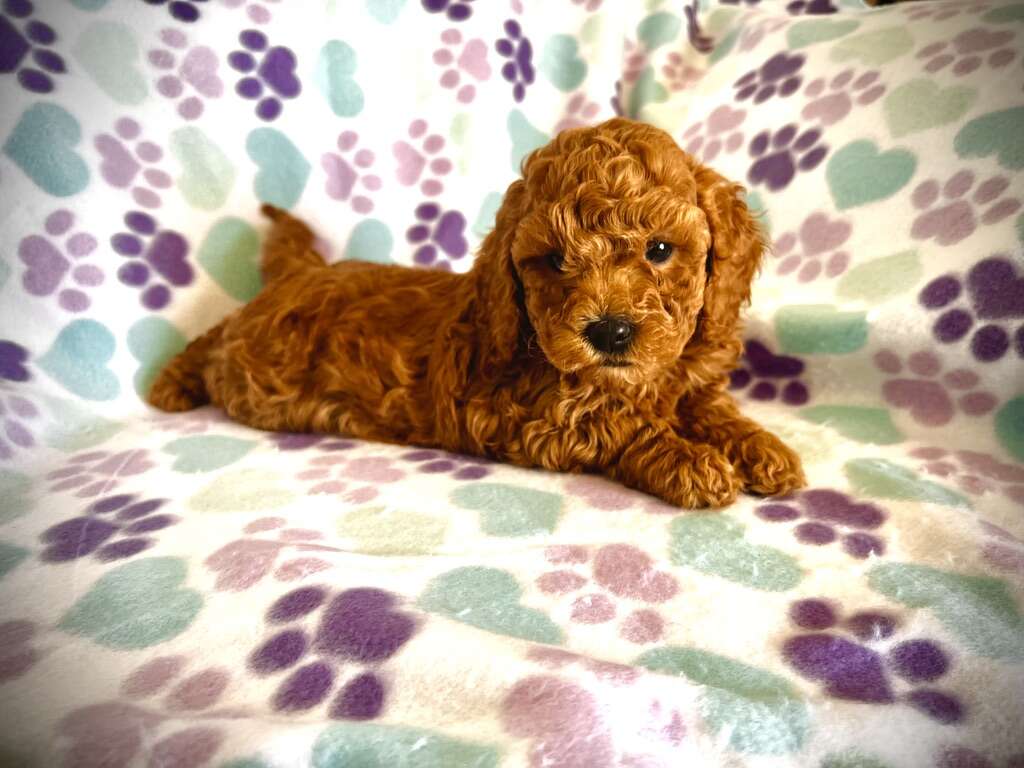 Cavapoo Puppies ( Cavalier Poodle ) Pets