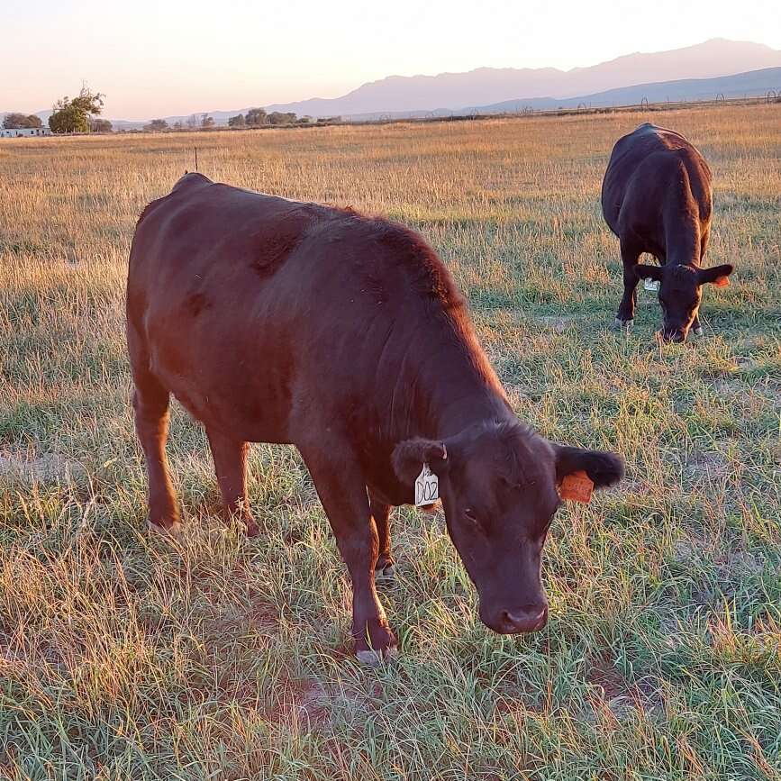 ISO Pasture/Farm Ground