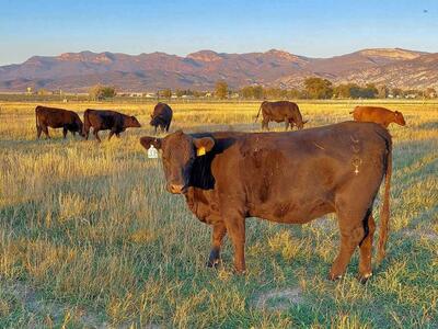 ISO Pasture/Farm Ground