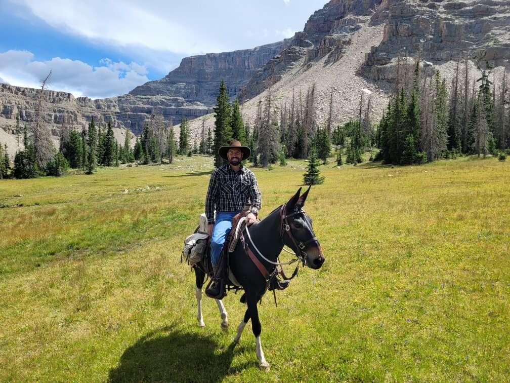 Saddle Mule Livestock