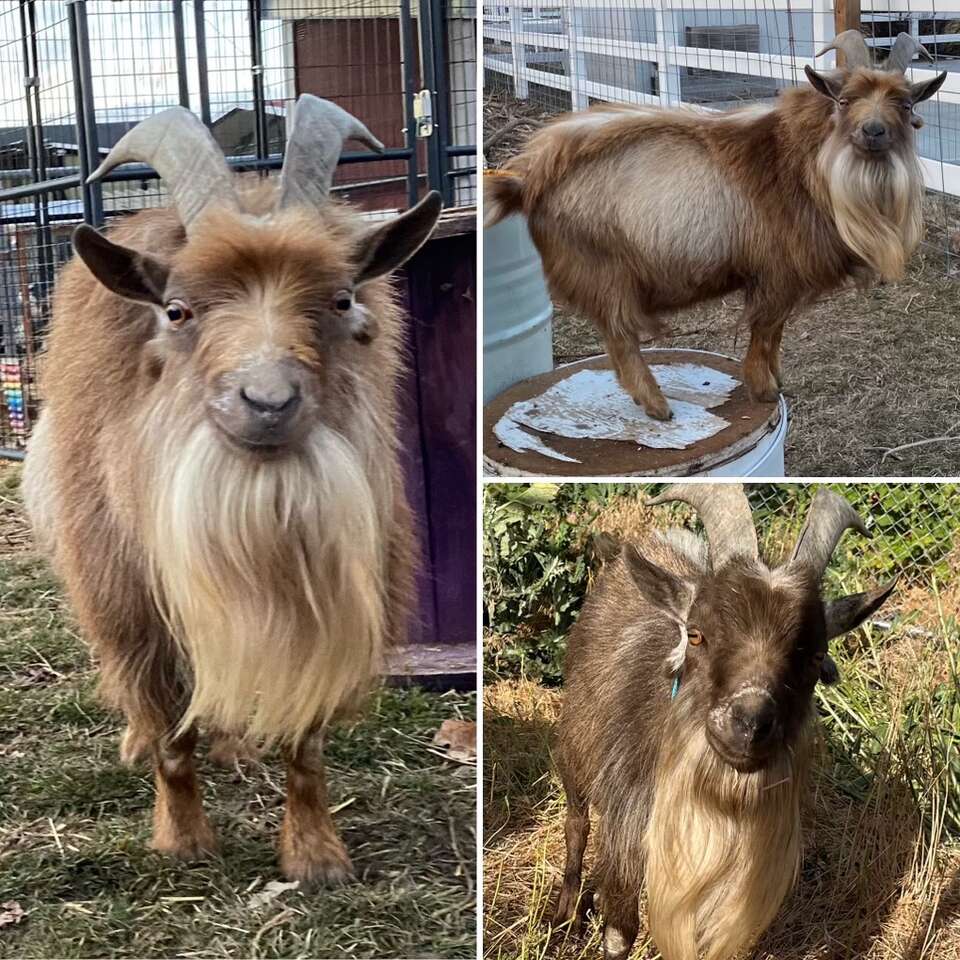 Nigerian Dwarf Stud Service