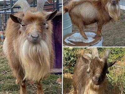 Nigerian Dwarf Stud Service