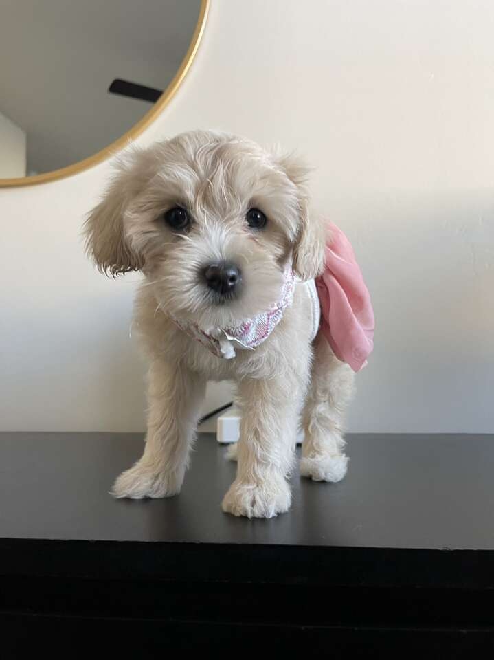 11 Week Old Maltipoo | Pets | ksl.com