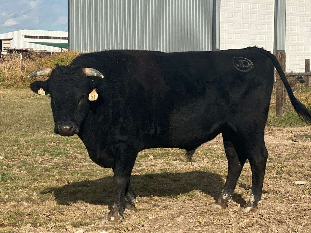 Fullblood Wagyu Cattle for Sale Livestock