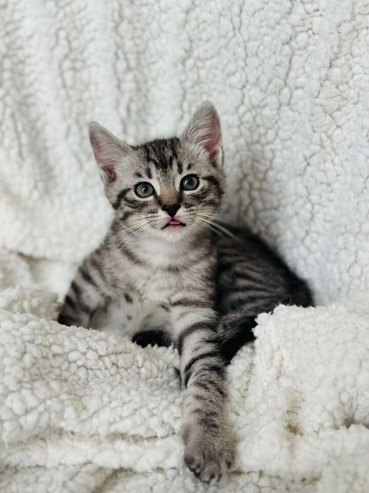 Christmas kittens Pets