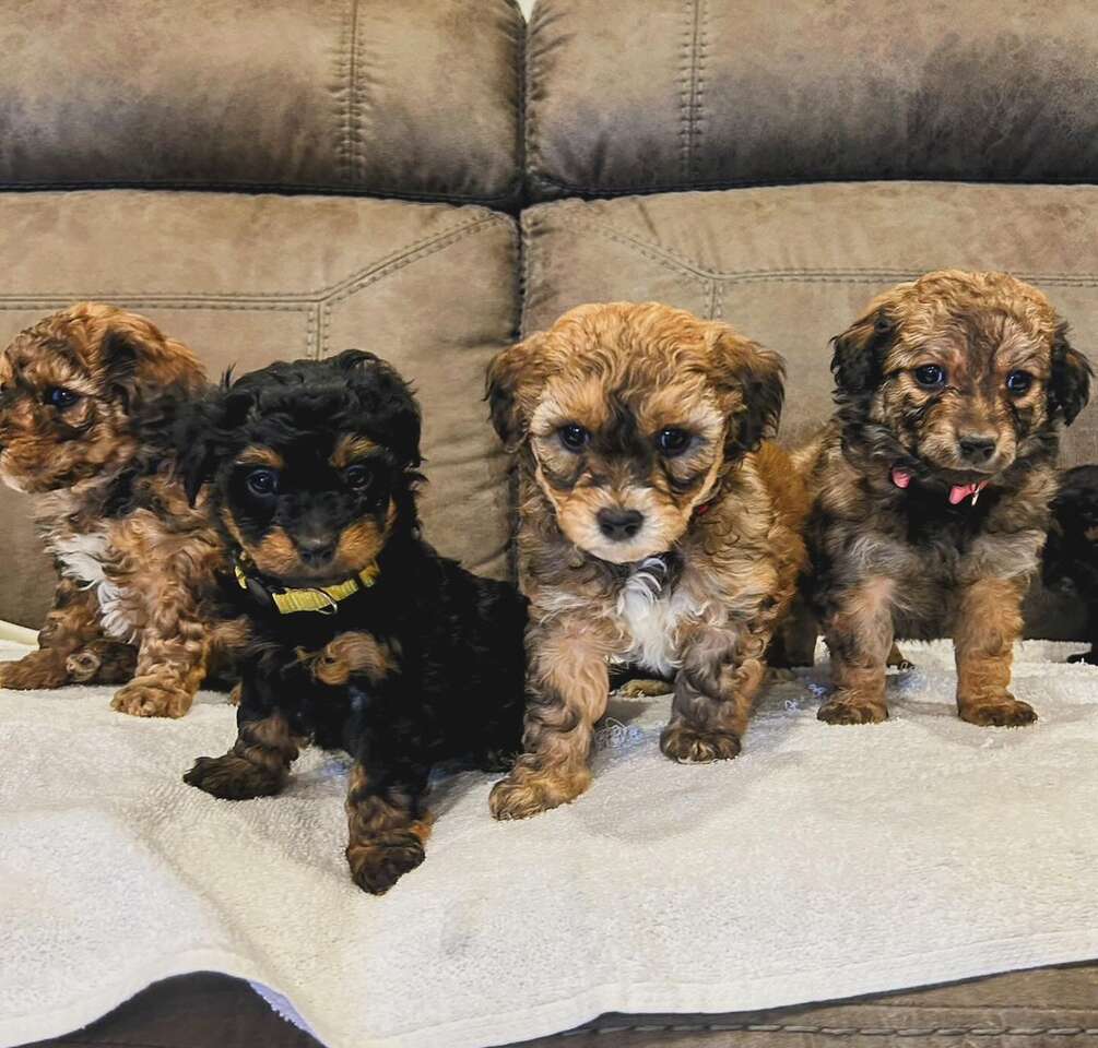 Valentine MINI Aussiedoodles Pets