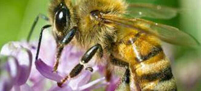 Organic Honey FOR SALE - Great for gifts or Food Storage