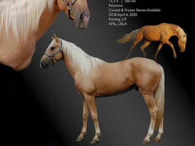 APSL Lusitano Stallion