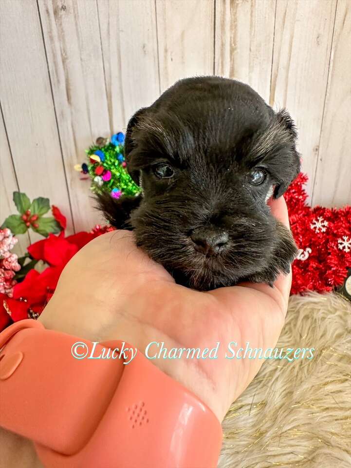 Purebred Mini Schnauzer Puppies Pets