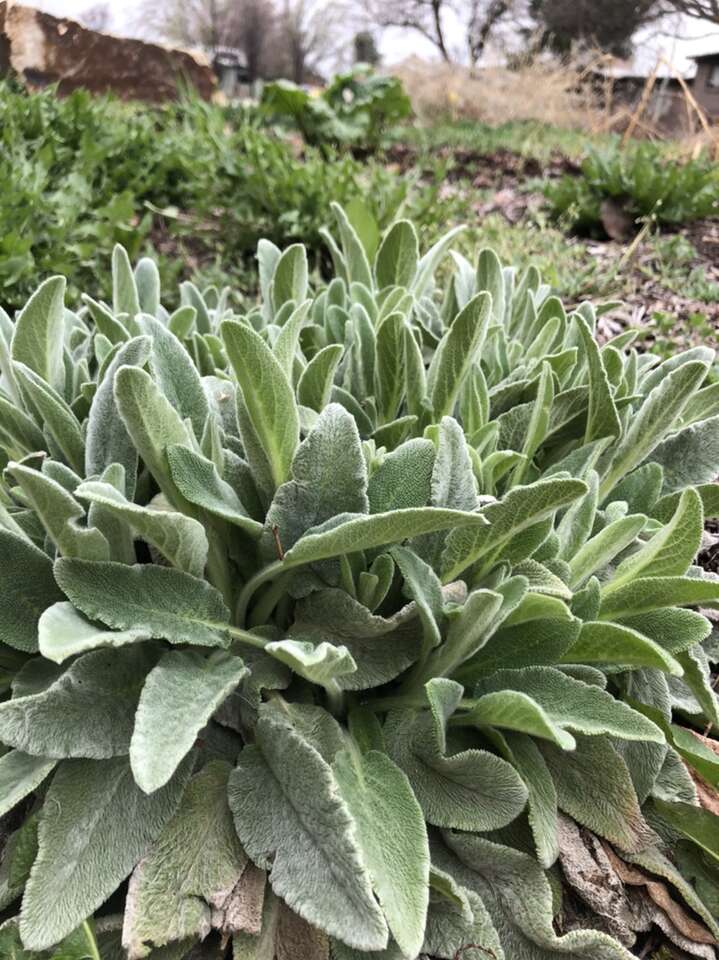 Lamb's Ear