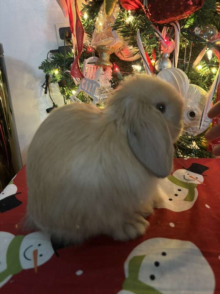 Holland Lop Baby Bunnies