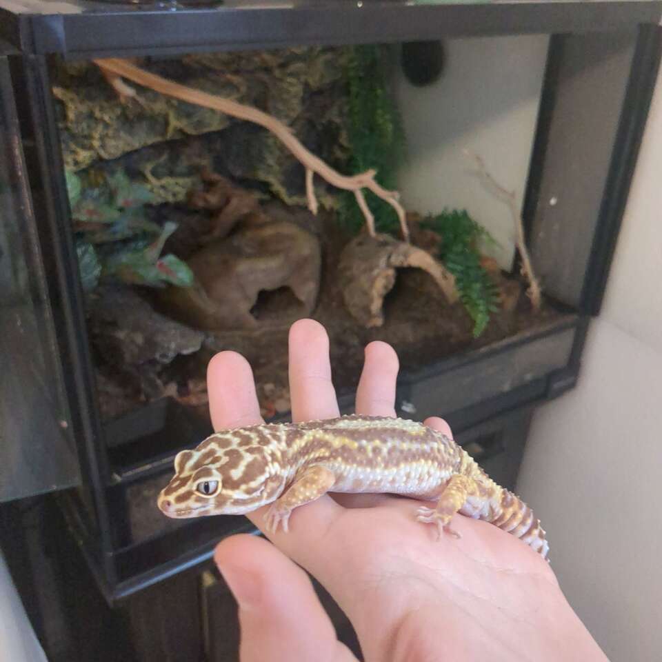 Leopard gecko | Pets | ksl.com