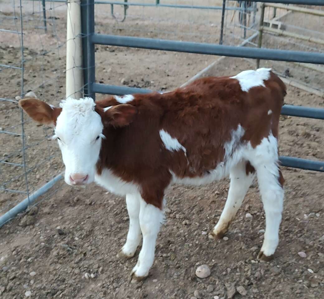 2 calves for sale Livestock