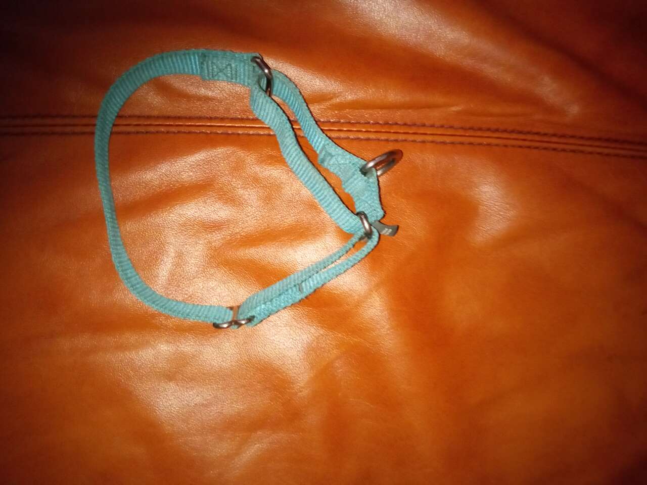 dog collars teal colored choker second collar with hearts and flowers woof wear not choker