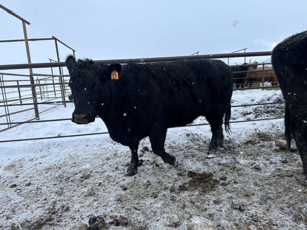 2 Bred Cows | Livestock | ksl.com