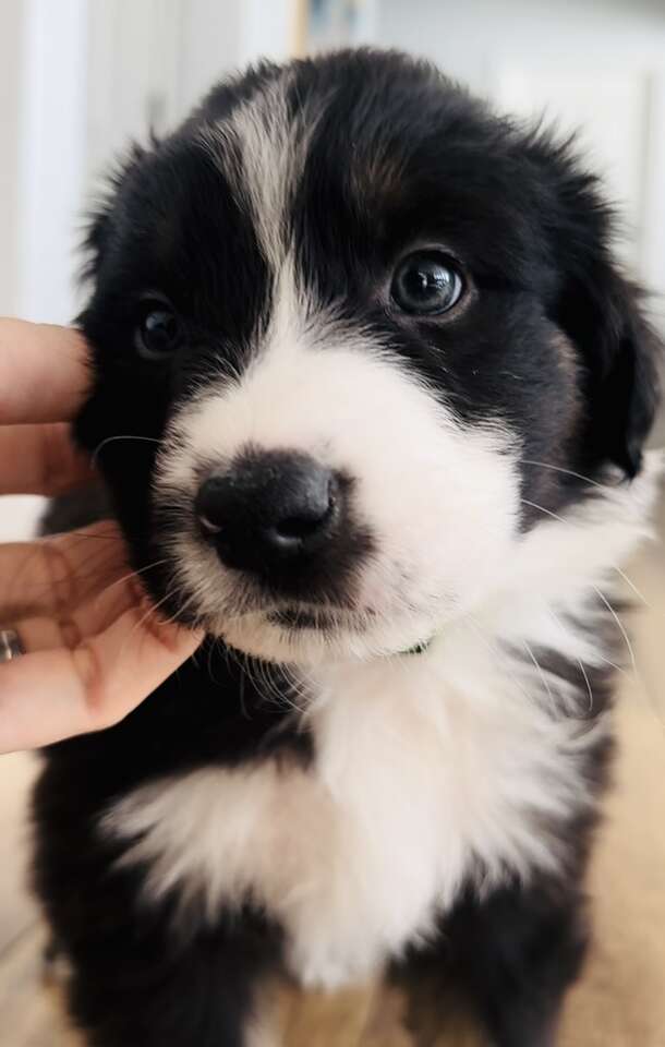 Australian Shepherd Puppy Pets