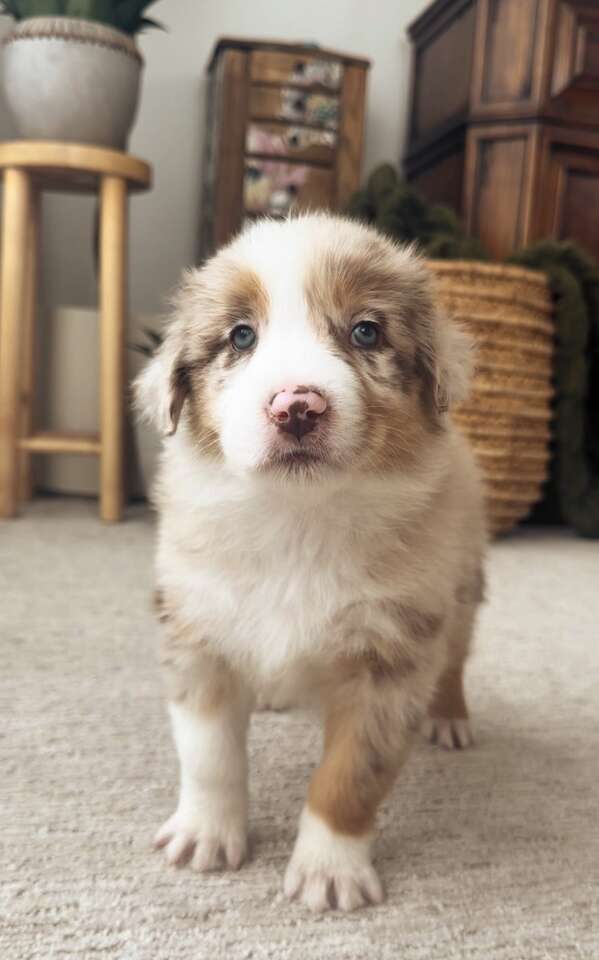 Australian Shepherd Pets