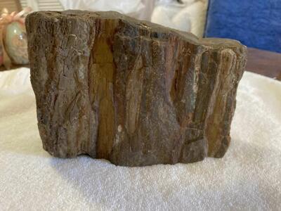 Petrified Wood
