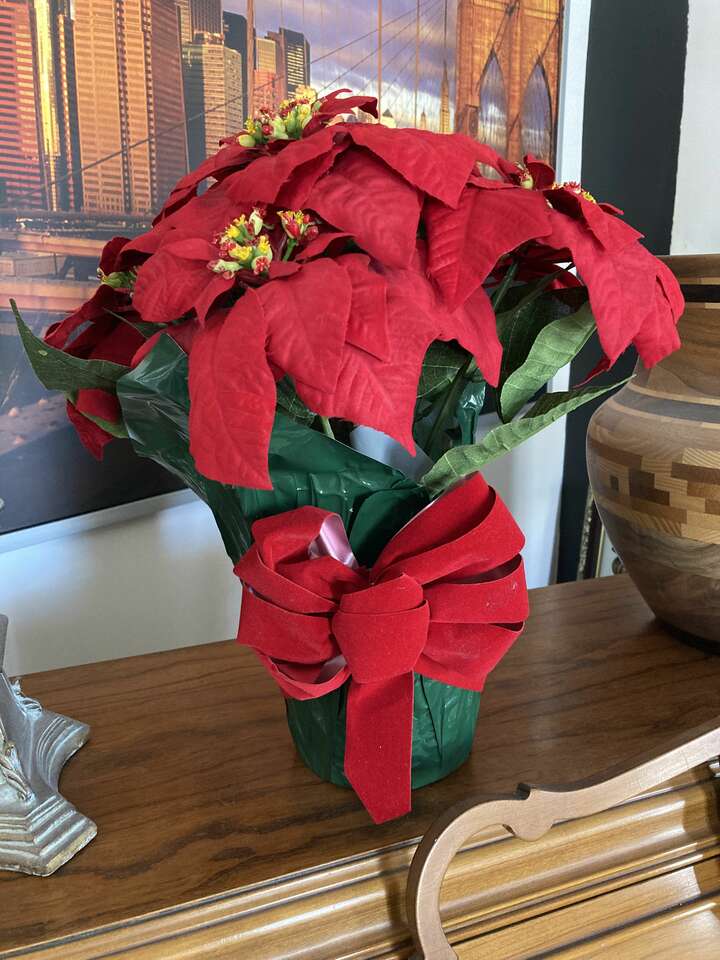 Poinsettia Plant