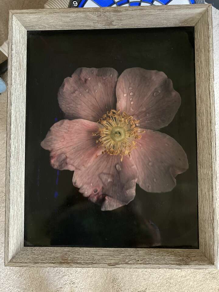 Detailed Photograph of a Flower