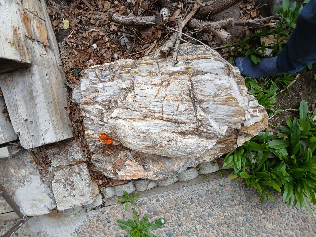 Large 500 lb. Petrified Wood $5,000 OBO