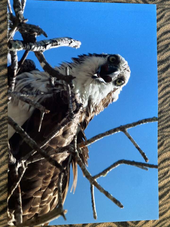 Osprey