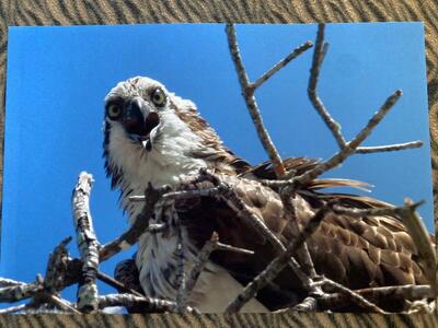 Osprey