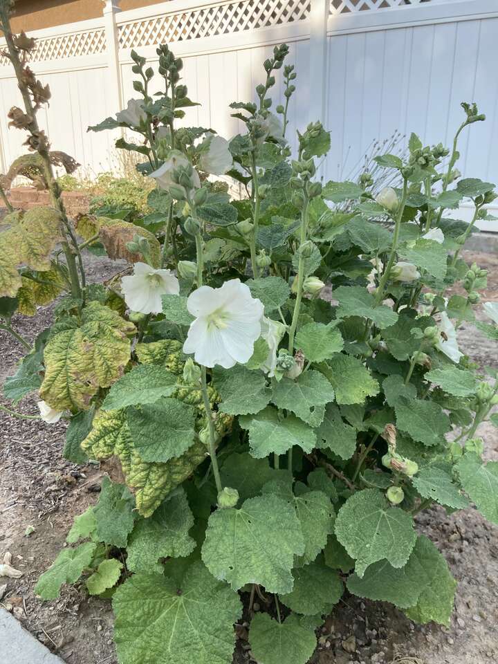 Hollyhocks